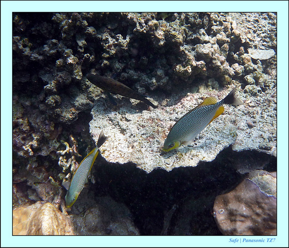 2011 - 03 - Koh Rok 26